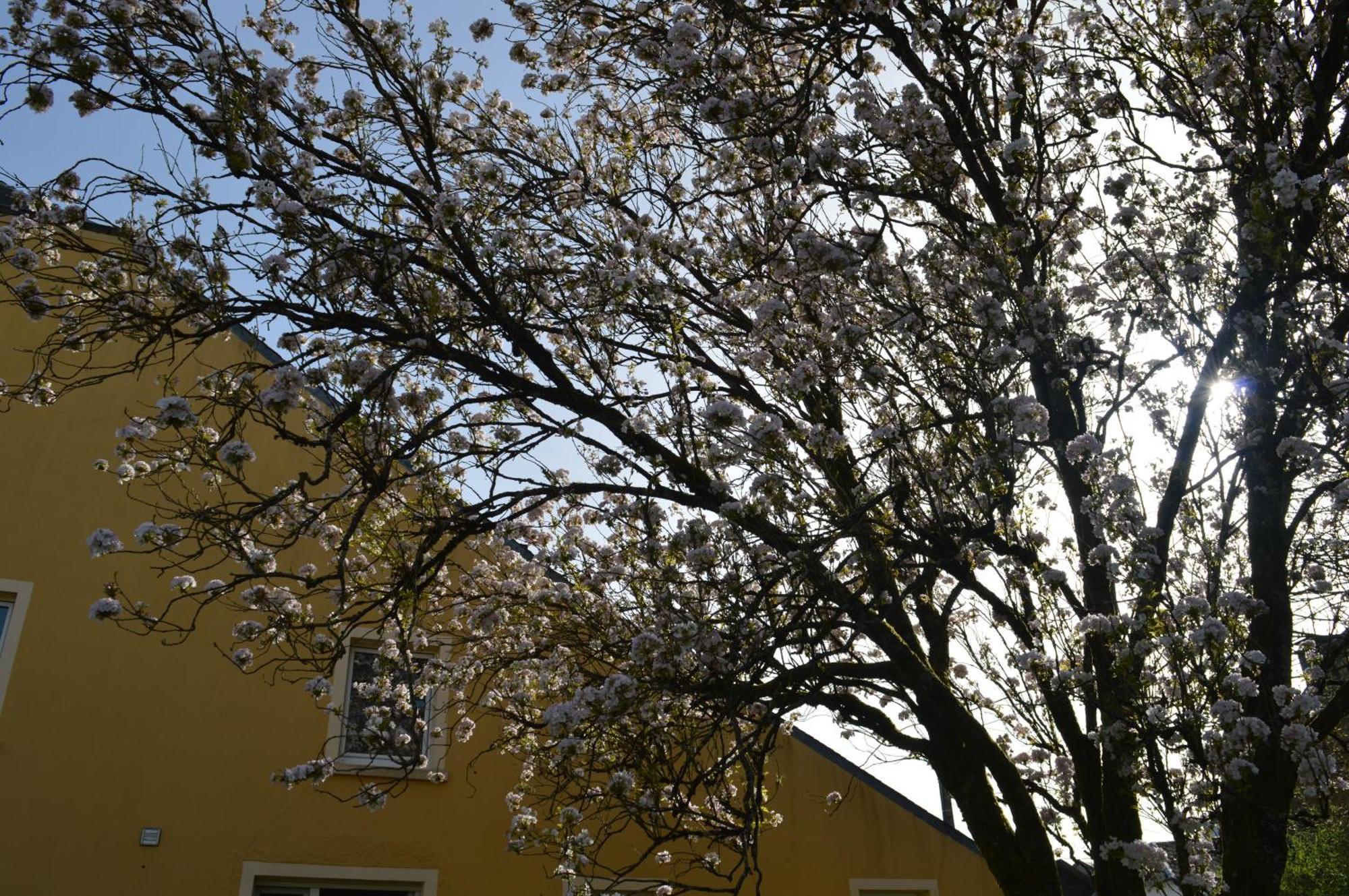 הוילה שיני Chez Nous מראה חיצוני תמונה